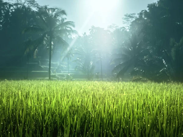 Τεγκαλάλανγκ: βεράντα φυτεία ρυζιού, Μπαλί, Ινδονησία. — Φωτογραφία Αρχείου