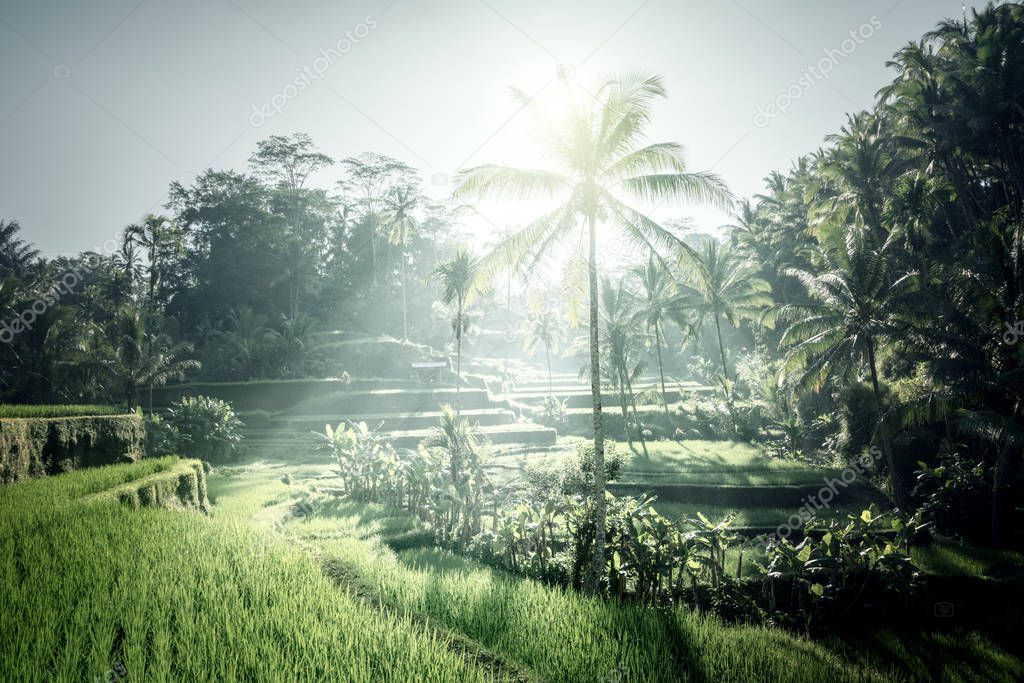 Tegalalang rice terrace, Bali, Indonesia