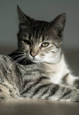 yavru kedi dinlenme güneşli odada