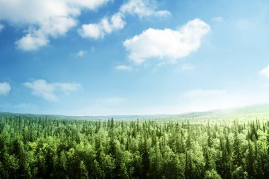 Gün batımında orman