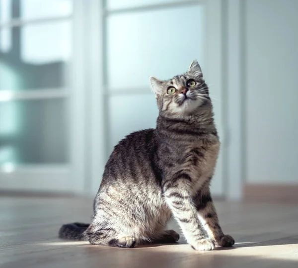 Gatinho em tempo de esporte — Fotografia de Stock