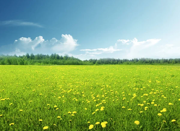 Pole wiosennych kwiatów i doskonałe niebo — Zdjęcie stockowe