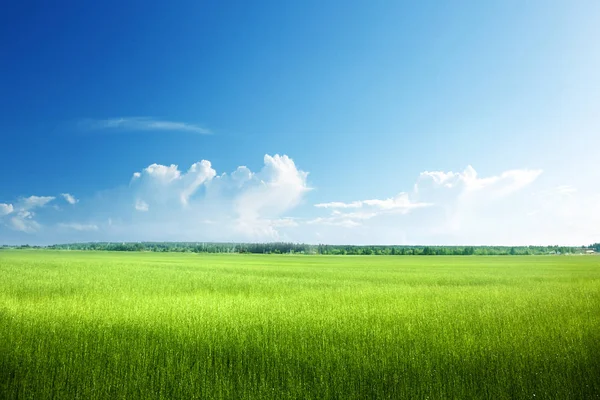 Campo di erba primaverile — Foto Stock