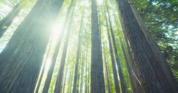 Kaliforniya Redwood Ormanı, Otway Ulusal Parkı, Avustralya — Stok video