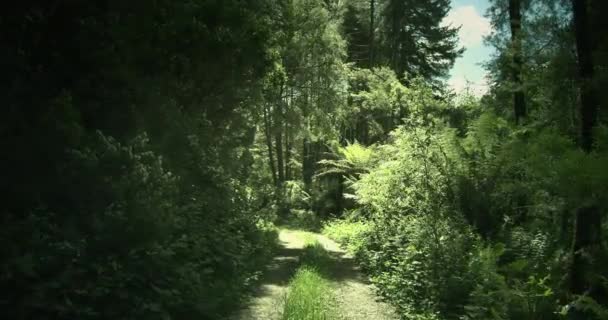 Дорога в лесу, Национальный парк Отвей, Австралия — стоковое видео