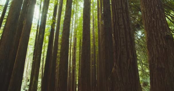 Bosque de secuoyas californiano, Parque Nacional de Otway, Australia — Vídeos de Stock