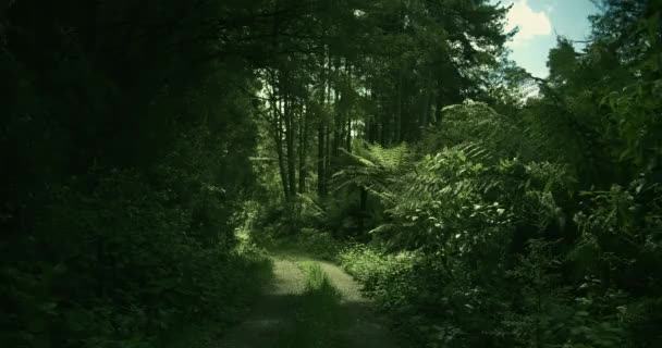 Väg i skogen, Otway National Park, Australien — Stockvideo