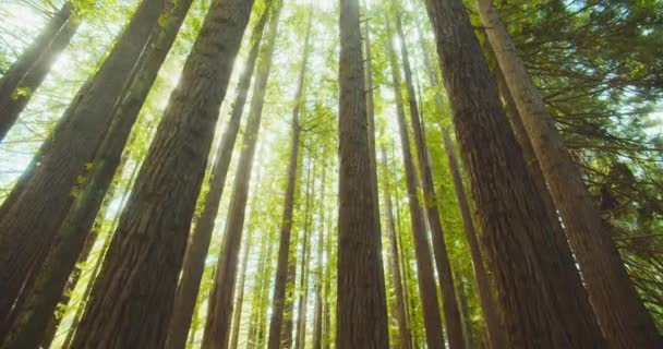 Bosque de secuoyas californiano, Parque Nacional de Otway, Australia — Vídeos de Stock