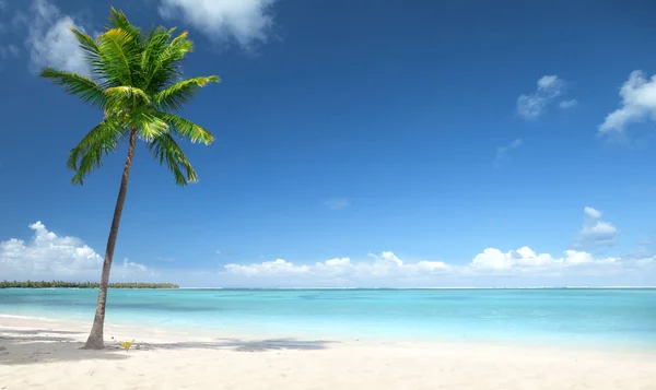 Palmen und Strand — Stockfoto