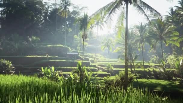 인도네시아 발리의 타 갈랑 쌀 계단식논 — 비디오