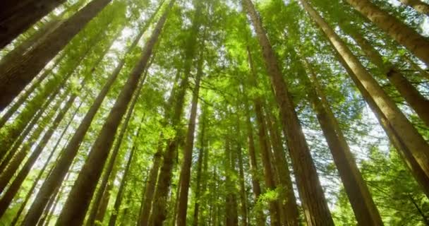 Kaliforniai vörösfenyő erdő, Otway Nemzeti Park, Ausztrália — Stock videók