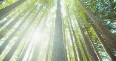 Kaliforniya Redwood Ormanı, Otway Ulusal Parkı, Avustralya