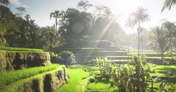 Tegalalang Reisterrasse, Bali, Indonesien — Stockvideo