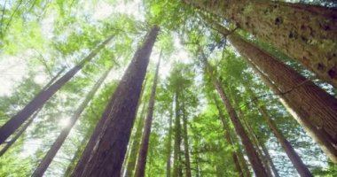 Kaliforniya Redwood Ormanı, Otway Ulusal Parkı, Avustralya