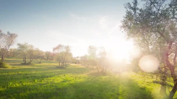 Jardim de oliveiras na Toscana Itália — Vídeo de Stock