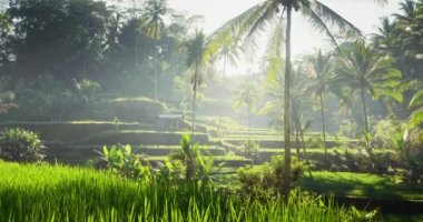 Tegalalang pirinç terası, Bali, Endonezya