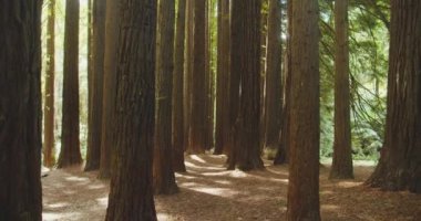 Kaliforniya Redwood Ormanı, Otway Ulusal Parkı, Avustralya