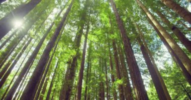 Kaliforniya Redwood Ormanı, Otway Ulusal Parkı, Avustralya
