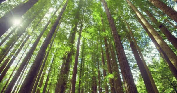 Kaliforniya Redwood Ormanı Otway Ulusal Parkı Avustralya — Stok video
