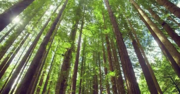 Floresta de sequoia californiana, Otway National Park, Austrália — Vídeo de Stock