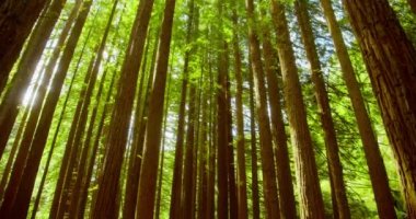 Kaliforniya Redwood Ormanı, Otway Ulusal Parkı, Avustralya
