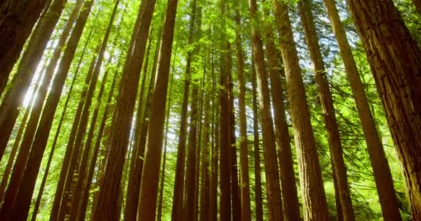 California redwood forest, Otway National Park, Australia — стоковое видео