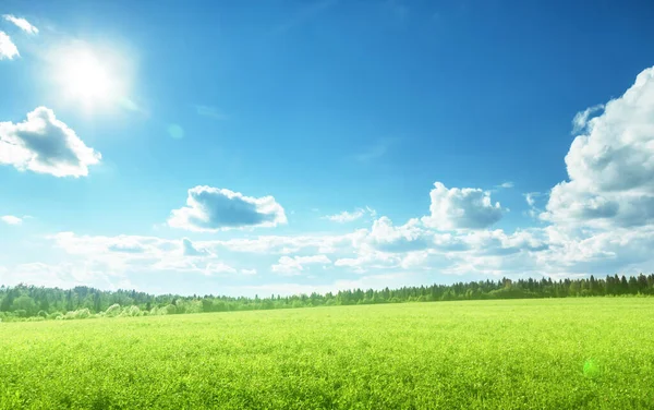 Поле Весенней Травы Совершенное Небо — стоковое фото