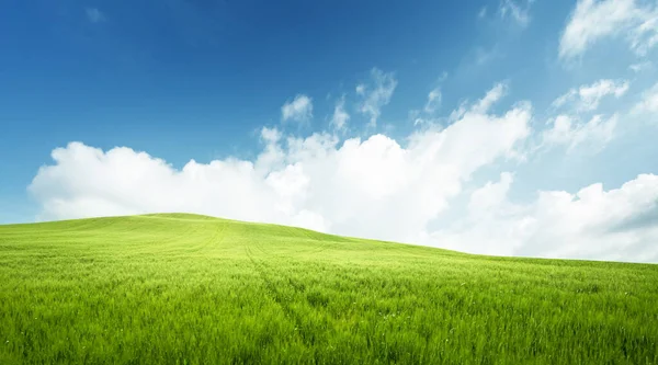 Pole Trawy Doskonałe Błękitne Niebo — Zdjęcie stockowe