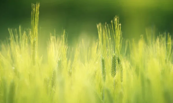 Árpa Mező Naplementekor — Stock Fotó