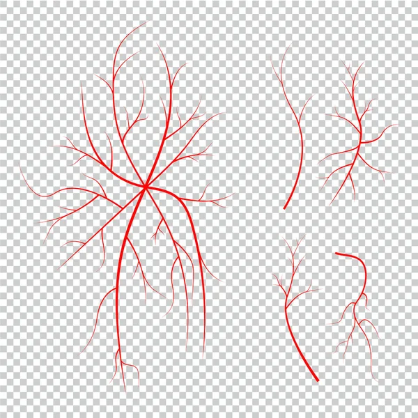 Recogida de venas oculares humanas, vasos sanguíneos rojos, sistema sanguíneo . — Archivo Imágenes Vectoriales