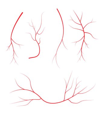 İnsan kan damarları, kırmızı damarları siyah arka plan üzerine