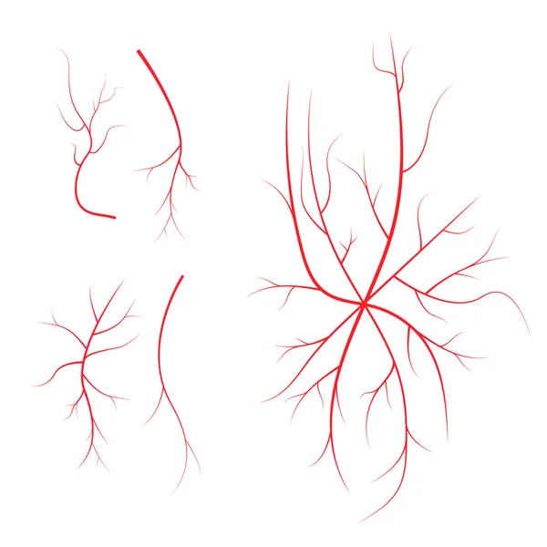 Venas sanguíneas humanas, vasos rojos sobre fondo negro — Vector de stock