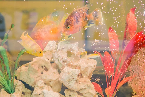 Golg Fish Aquarium — Stock Photo, Image