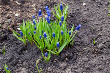 Bahar mavisi Muscari toprakta
