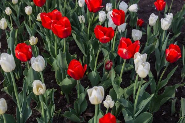 Red and white tulips in a flower bed background