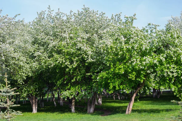 Fioritura Frutteto Mele Primavera Una Giornata Soleggiata — Foto Stock