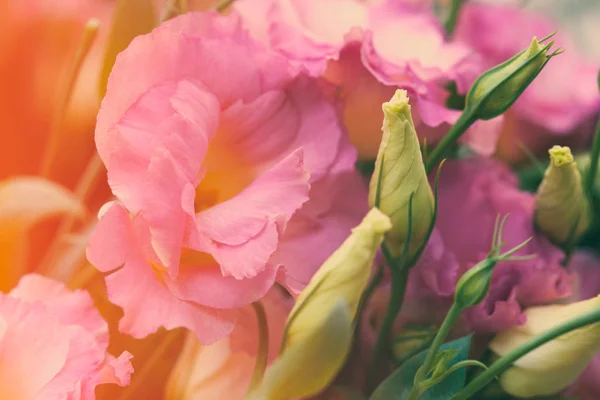 Beautiful Eustoma flowers. Lisianthus, tulip gentian, eustomas. Background. — Stock Photo, Image