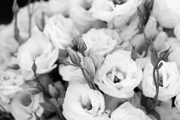 美しいトルコギキョウの花、トルコギキョウ、チューリップのリンドウ、eustomas。バック グラウンド. — ストック写真