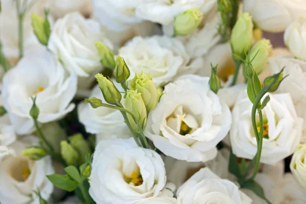 Schöne Eustoma-Blüten, Lisianthus, Tulpen-Enzian, Eustomas. Hintergrund. Stockfoto