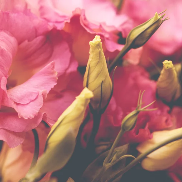 Beautiful Eustoma flowers, Lisianthus, tulip gentian, eustomas. — Stock Photo, Image