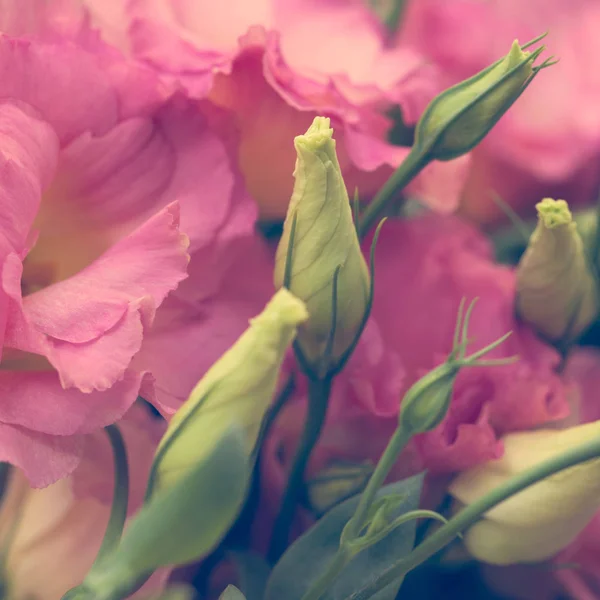 Beautiful Eustoma flowers (Lisianthus, tulip gentian, eustomas) — Stock Photo, Image