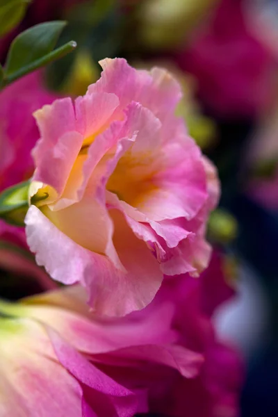 Schöne Eustoma-Blüten (Lisianthus, Tulpen-Enzian, Eustomas) — Stockfoto