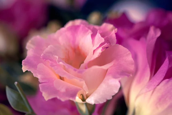 Piękne kwiaty Eustoma (Lisianthus, tulip goryczki, eustomas) — Zdjęcie stockowe