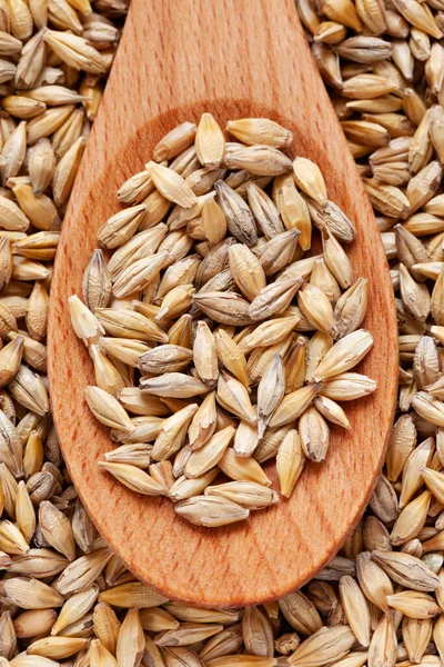 Grano de cebada en cuchara de madera Fondo Hordeum . —  Fotos de Stock