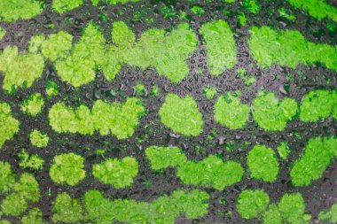 Parlak yeşil karpuz closeup köpüklü su damlaları ile bir güzel arka plan Masaüstü için olduğunu