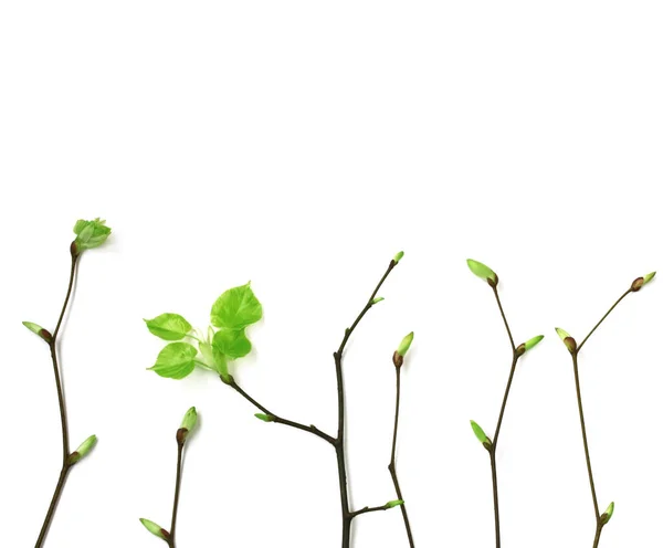 Young spring branches with leaves on white background — Stock Photo, Image