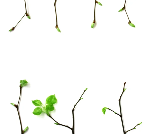 Marco de ramas jóvenes de primavera con hojas — Foto de Stock