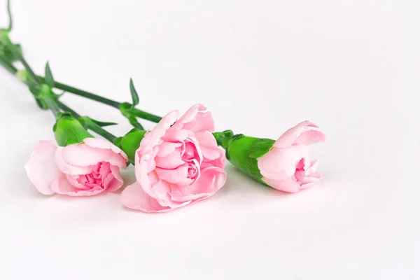 Drei rosa Nelken, Strauß auf weißem Hintergrund — Stockfoto