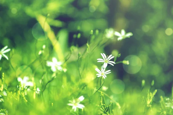 Wiosna lato naturalnego tła z małe białe kwiaty — Zdjęcie stockowe