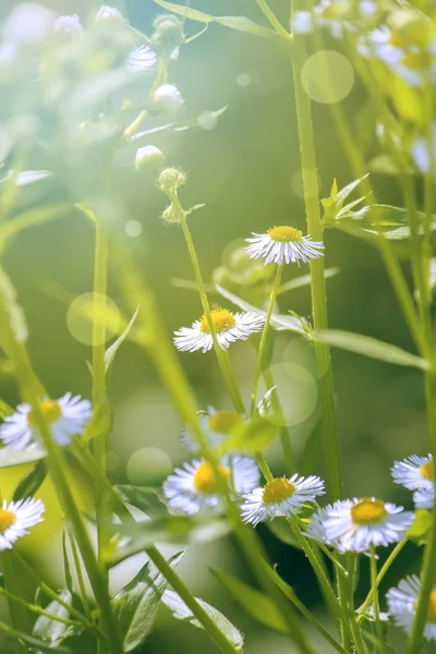 Wiosna lato naturalnego tła z polne kwiaty — Zdjęcie stockowe